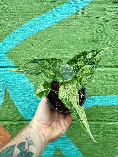 4ƒ?� Alocasia 'Dragon Scale' variegated (Mint)